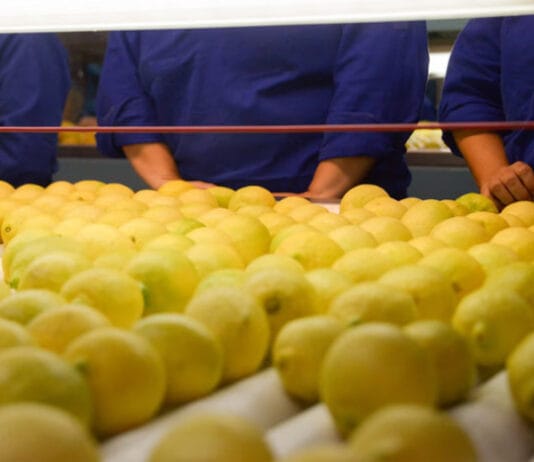 Las exportaciones de limón crecieron 36% interanual en valor y alcanzan el mayor nivel en 20 años