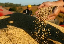 Gobierno nacional lanzó un nuevo protocolo sobre la propiedad de semillas