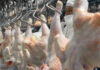 El pollo se convirtió en la carne más consumida por los argentinos