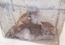 En Sarmiento rescataron cachorros de puma que dos hombres tenían en cautiverio
