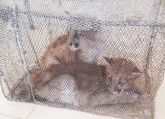 En Sarmiento rescataron cachorros de puma que dos hombres tenían en cautiverio