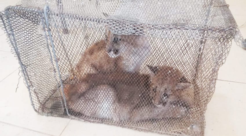 Cachorros-puma-01
